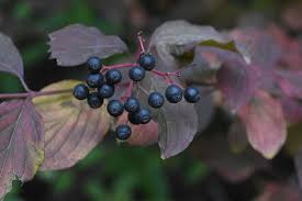 Image result for Alangiaceae