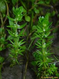 Image result for Elatine