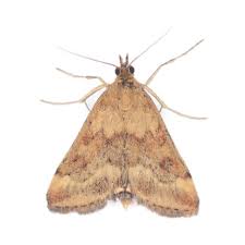 Image result for Pyrausta despicata
