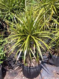 Image result for Dracaena camerooniana