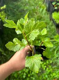 Image result for jostaberry