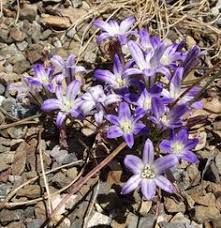 We did not find results for: 14 Plants Of The Laguna Ideas Plants Laguna Vernal Pool