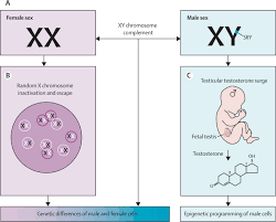 They are a result of a combination of factors. Sex And Gender Modifiers Of Health Disease And Medicine The Lancet