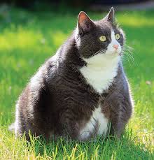 In fact, she's even more active than when she was younger. Not Eating Means Big Problems Catwatch Newsletter