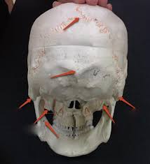 The skull is the bony skeleton of the head. Back Of Skull Bones Diagram Quizlet