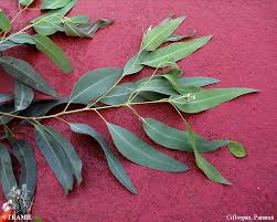 Image result for Eucalyptus sp.