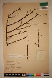 Image result for Euphorbia matabelensis