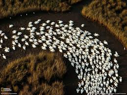 White Pelicans Photo Animal Migration Wallpaper National Geographic Photo Of The Day Pelican Photos National Geographic National Geographic Photos