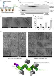 Credits to the youtuber vulex, the creator of all the masks we are going to show you: Cryo Em Structural Analysis Of Fadd Caspase 8 Complexes Defines The Catalytic Dimer Architecture For Co Ordinated Control Of Cell Fate Nature Communications