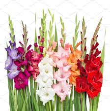 Gladiolus Flowers Gladiolus Flower Gladiolus Flower Pictures