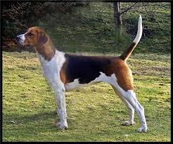 A direct descendant of english and french hounds, this review how much american foxhound puppies for sale sell for below. Dogisto Dog News Dog Videos The Fox And The Hound Foxhound Puppy American Foxhound