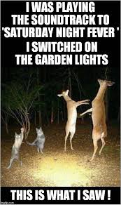 Everyones A Mod Deer Memes Gifs Imgflip