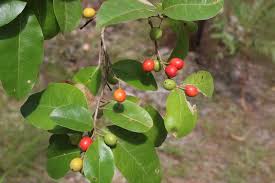 Image result for Drypetes