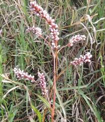 Image result for Persicaria decipiens