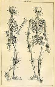 Drawing the body part 2 (form) akimiya 4,554 59 hampton p. Skeleton Diagram Human Anatomy Drawing Skeleton Anatomy Skeleton Drawings