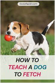 Pin On Dog Training Tips
