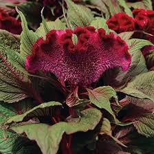 Image result for Celosia