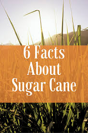 É encontrado em todas as cozinhas e é encontrado em. 6 Facts About Sugar Cane Iberia Travel