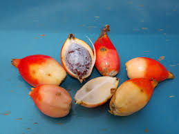 Image result for Aframomum alboviolaceum