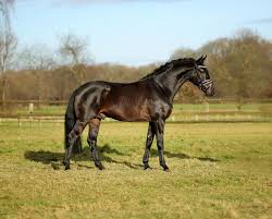 Black And Brown Horse Depageno Ii 1 68m Black Brown Horses Horse Equestrian Equines