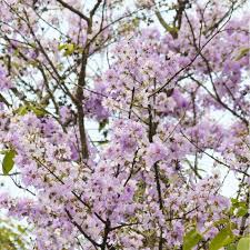 Purple flowering trees in indiana. Purple Flowering Trees Archives Buy Plants Online Pakistan Online Nursery