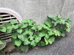 副鼻腔炎 蓄膿症はドクダミで治った 効果的なおすすめ自然療法 書くかくしかじか