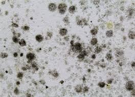They are ubiquitous in human habitations and food anything that removes moisture (e.g. Are Most Mattresses Filled With Mold Mites And Chemicals Quora