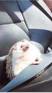 Pin By Sarah Price On Hedgehog Animals Cute Little Animals Cute Animal Photos
