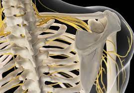 The shoulder bones consists of two bones : Pain In Right Side Of Neck 9 Causes