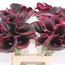 Import quality real touch flowers supplied by experienced manufacturers at global sources. P Calla Lily Rudolph Zantedeschia Is A Red Arum Type Lily It Is Approx 50cm Amp Wholesaled In Batch Composizioni Floreali Matrimonio Bordeaux Floreale