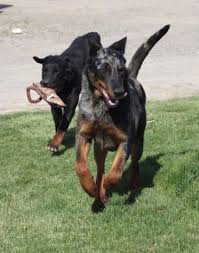 This includes current and past litters. Harle Black And Tan Beauceron Puppies Puppies Working Dogs Dog Cat