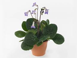 Image result for Streptocarpus leptopus