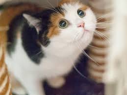Perhaps it is just you who will be choosing a unique name for maine coon female cats or male cats. Cute Pictures And Facts About Calico Cats And Kittens