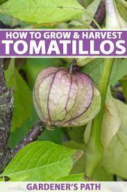 Growing companion plants to go with tomatoes is a great way to try out this technique. How To Grow And Harvest Tomatillos Gardener S Path