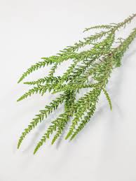 Image result for Fabiana imbricata