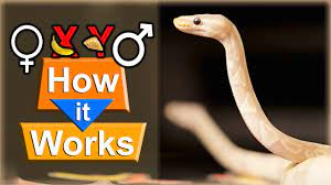 Please comment down below and let me know what your favorite banana combo is! The Super Banana Ball Python Youtube