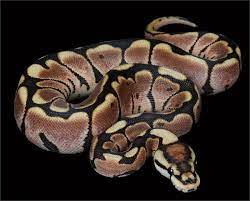 Pythonregius Com Constrictors Unlimited Ball Python Python Regius Snake Breeds