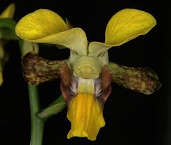 Image result for Eulophia streptopetala