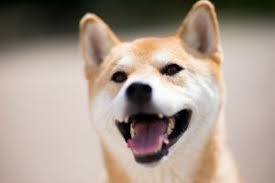 Man öffnet die haustüre zum gassi gehen und der oder die hunde bellen los. Hund Das Bellen Abgewohnen Hilfe Gegen Standies Bellen