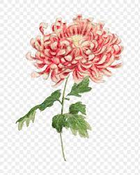 Vintage Chrysanthemum Flower Png Art Print Remix From Artworks By Megata Morikaga Premium Image By Rawpixel Art Prints Chrysanthemum Flower Vintage Flowers