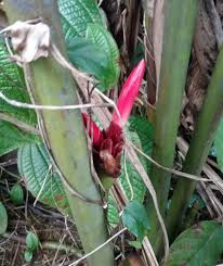 Image result for Aframomum angustifolium