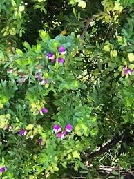 Image result for Rytigynia sp. G