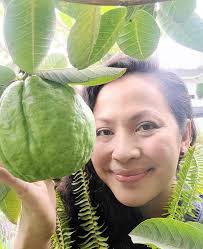 Discovering and enjoying jumbo guavas, with tips