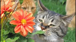 And most of them not having knowledge of which house plants poisonous to dogs and cats. List Of Toxic Plants For Cats