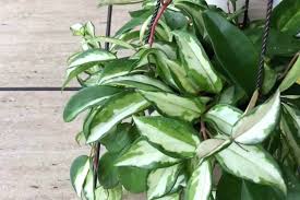 This hoya has leaves lined with light green and filled with creamy white. Hoya Krimson Queen Vs Princess Confusion Solved Difference Similarities Diary For Gardening
