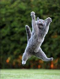 Long Jump Of Cute Cat The Animals Planet Cute Cats Funny Animals Cute Animals