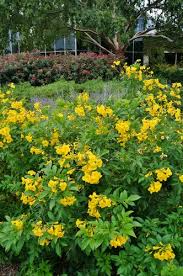 Image result for Tecoma stans