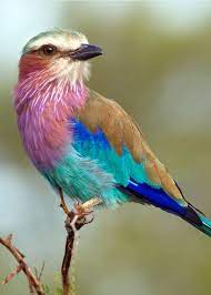 They are often caught and sold illegally as cage birds. 26 Of The Most Colorful Birds On The Planet And Where To Find Them Justbirding Com