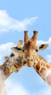 Pin By Adam Lizandro On Animales Animals Animal Wallpaper Animals Beautiful