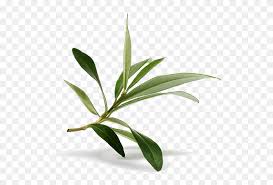 Download Olive Leaf Olive Branch Stock Photography Leaf Olive Png Clipart 5744354 Pinclipart